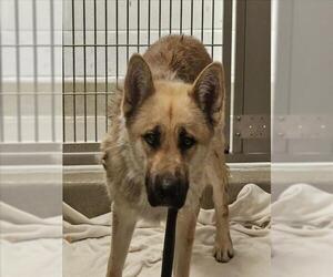 German Shepherd Dog Dogs for adoption in Rancho Cucamonga, CA, USA