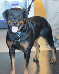 Medium Photo #1 Rottweiler Puppy For Sale in White Hall, AR, USA