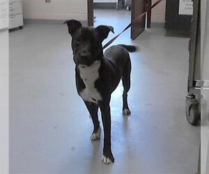 American Pit Bull Terrier-Labrador Retriever Mix Dogs for adoption in Fayetteville, NC, USA