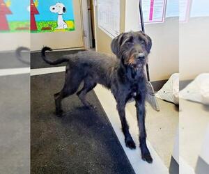 Irish Wolfhound Dogs for adoption in Perth Amboy, NJ, USA