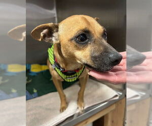 Chiweenie Dogs for adoption in Stanhope, NJ, USA