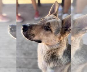 German Shepherd Dog-Unknown Mix Dogs for adoption in Incline Village, NV, USA