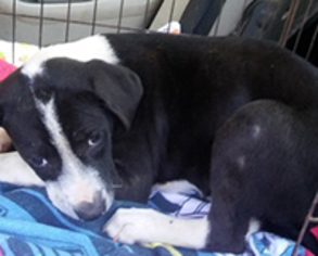 Borador Dogs for adoption in Chantilly, VA, USA