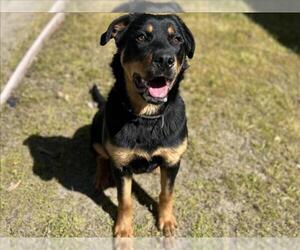Rottweiler Dogs for adoption in Martinez, CA, USA