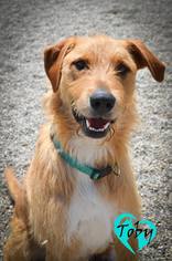 Irish Wolfhound Dogs for adoption in Newport, KY, USA