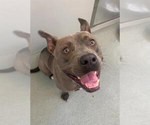 American Pit Bull Terrier Dogs for adoption in Fayetteville, NC, USA