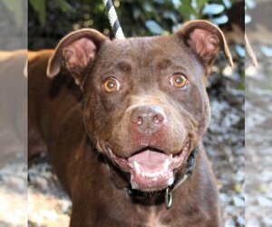Chocolate Labrador retriever-Unknown Mix Dogs for adoption in Milner, GA, USA