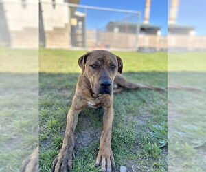 Boxer-Unknown Mix Dogs for adoption in Corpus Christi, TX, USA