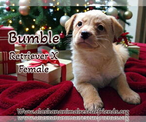 Retriever -Unknown Mix Dogs for adoption in Anchorage, AK, USA