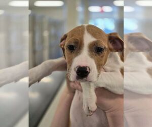 Mutt Dogs for adoption in Hilton Head, SC, USA