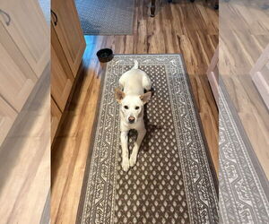 Unknown-white german shepherd Mix Dogs for adoption in Hoffman Estates, IL, USA