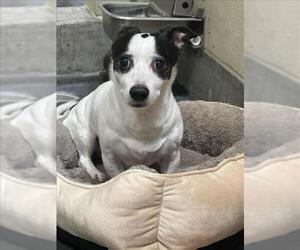 Parson Russell Terrier-Unknown Mix Dogs for adoption in Upland, CA, USA