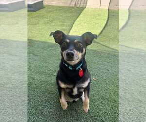 Chihuahua-Unknown Mix Dogs for adoption in Tempe , AZ, USA
