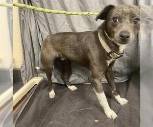 Chihuahua Dogs for adoption in Modesto, CA, USA