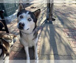 Siberian Husky Dogs for adoption in Rancho Cucamonga, CA, USA