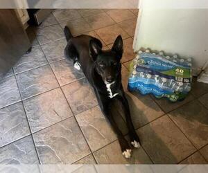Border Collie-Huskies Mix Dogs for adoption in San Antonio, TX, USA