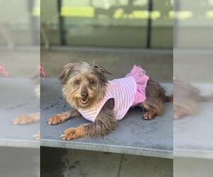 Mutt Dogs for adoption in San Martin, CA, USA