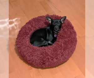 Chiweenie Dogs for adoption in St. Louis Park, MN, USA