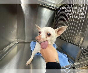 Chihuahua Dogs for adoption in Ocala, FL, USA