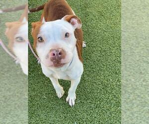 Mutt Dogs for adoption in Fayetteville, NC, USA