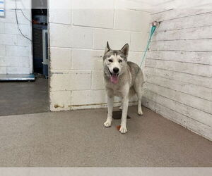 Siberian Husky-Unknown Mix Dogs for adoption in San Bernardino, CA, USA
