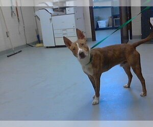 Carolina Dog-Unknown Mix Dogs for adoption in Fayetteville, NC, USA