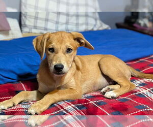 Labrador Retriever-Unknown Mix Dogs for adoption in Mooresville, NC, USA
