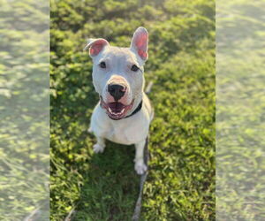 Dogo Argentino Dogs for adoption in Holly Springs, NC, USA