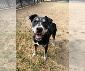 Labrador Retriever-Unknown Mix Dogs for adoption in Riverside, CA, USA