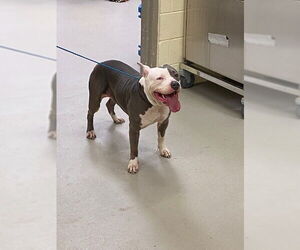 Mutt Dogs for adoption in Sanford, FL, USA