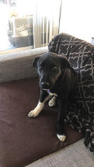 Borador Dogs for adoption in Littleton, CO, USA