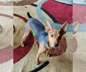 Miniature Pinscher Dogs for adoption in Coldwater, MI, USA