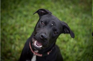 Small American Pit Bull Terrier Mix