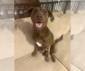 Labrador Retriever-Unknown Mix Dogs for adoption in Boston, MA, USA