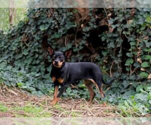 Miniature Pinscher Dogs for adoption in Redlands, CA, USA