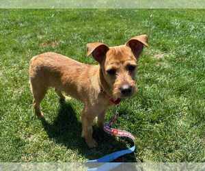 Mutt Dogs for adoption in Candler, NC, USA