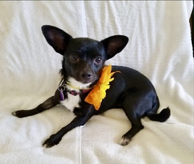 Small Chihuahua Mix