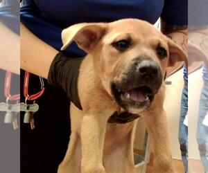 American Pit Bull Terrier Dogs for adoption in Martinez, CA, USA