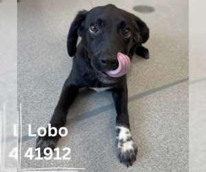 Mutt Dogs for adoption in  Gainesville, FL, USA