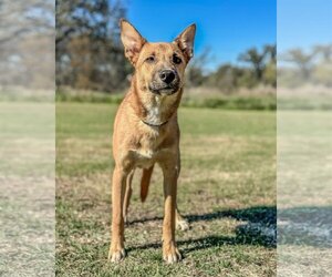 Carolina Dog-Unknown Mix Dogs for adoption in PIPE CREEK, TX, USA