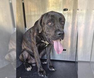 Mastiff-Unknown Mix Dogs for adoption in San Antonio, TX, USA