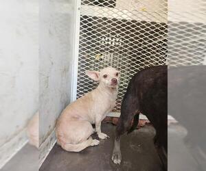 Chihuahua Dogs for adoption in Bakersfield, CA, USA