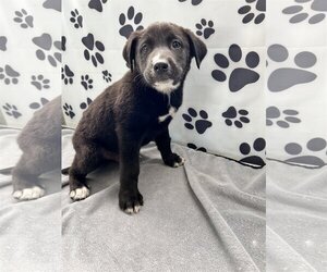 Labrador Retriever-Unknown Mix Dogs for adoption in Tracy City, TN, USA