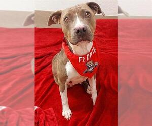 American Staffordshire Terrier Dogs for adoption in Fort Lauderdale, FL, USA