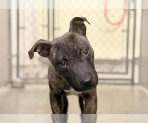 Mutt Dogs for adoption in Santa Rosa, CA, USA