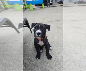 American Pit Bull Terrier-Unknown Mix Dogs for adoption in Aurora, IN, USA