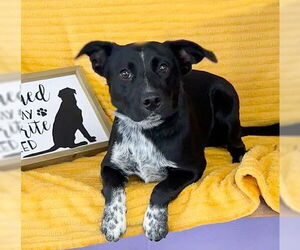 Australian Shepherd-Unknown Mix Dogs for adoption in Genesee, WI, USA