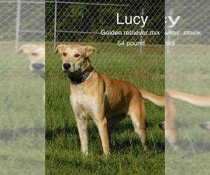 Golden Labrador Dogs for adoption in toms river, NJ, USA