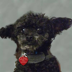 Poodle (Toy) Dogs for adoption in Seven Valleys, PA, USA