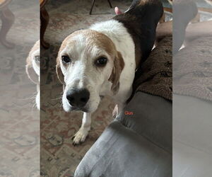 Treeing Walker Coonhound Dogs for adoption in Norfolk, VA, USA